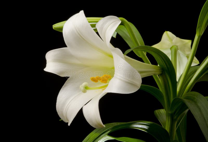 12,312 Easter Lily Stock Photos - Free & Royalty-Free Stock Photos from  Dreamstime