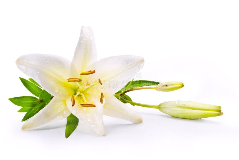 Art easter lily flower isolated on white background