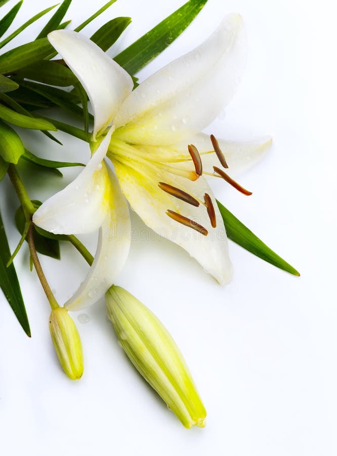 Easter lily flower on white background