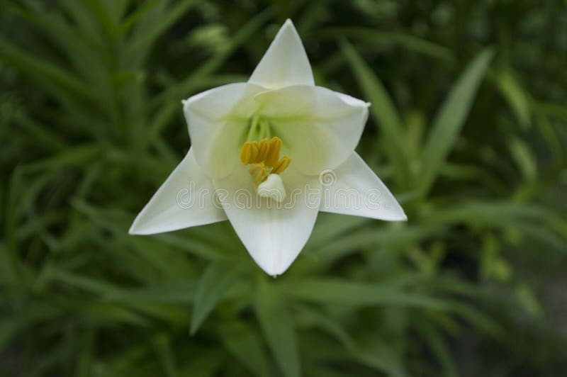 Easter Lily stock photo. Image of members, lilies, true 41542368