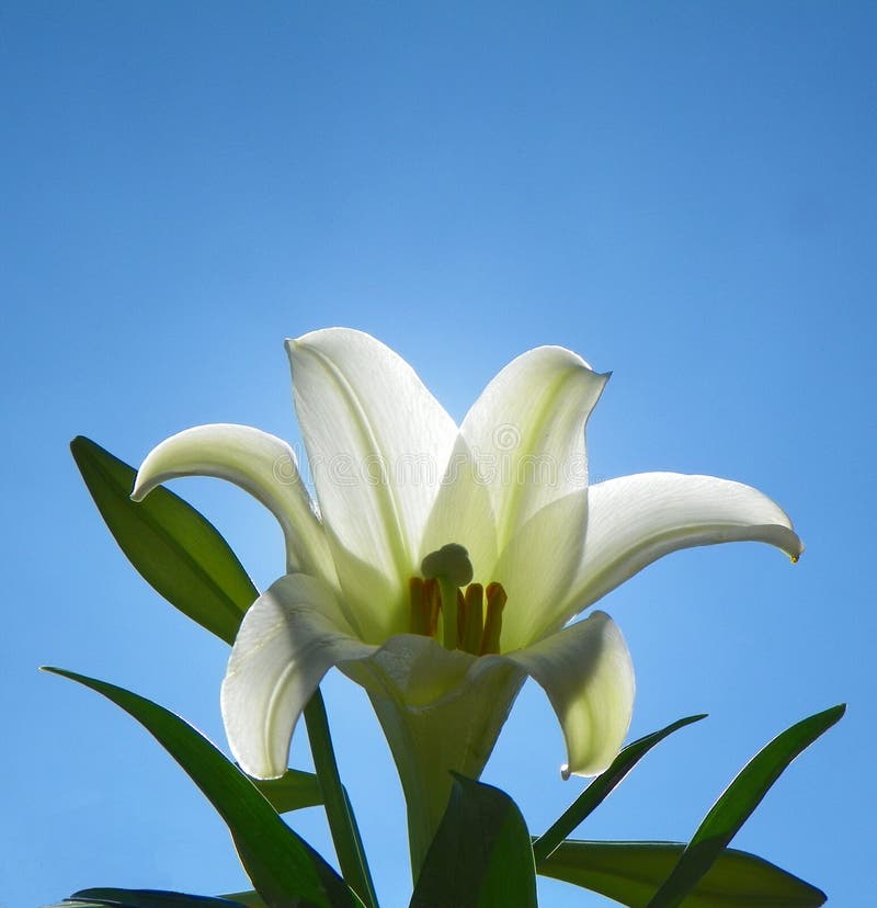 Easter Lily with sun illuminating white flower petals from behind and brilliant blue sky