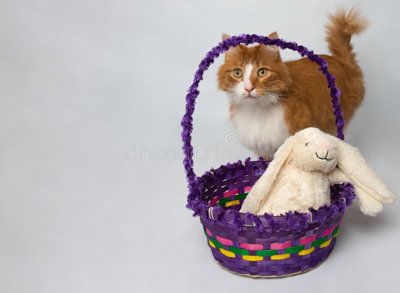 Easter Orange Cat with Basket and Bunny Rabbit Toy Stock Image Image
