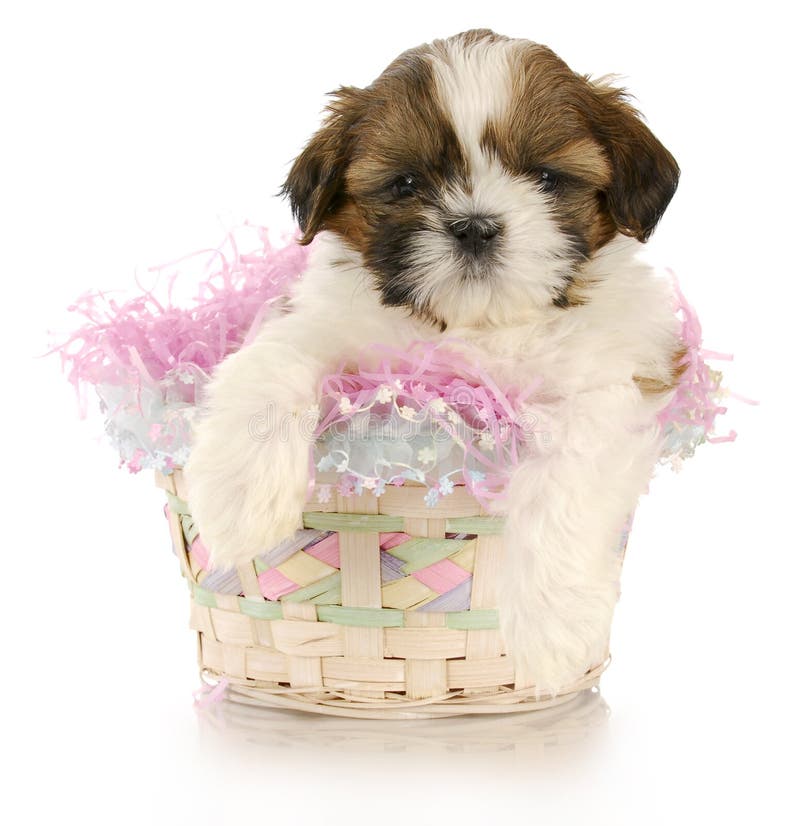 Easter puppy stock image. Image of cute, basket, rabbit 13664007
