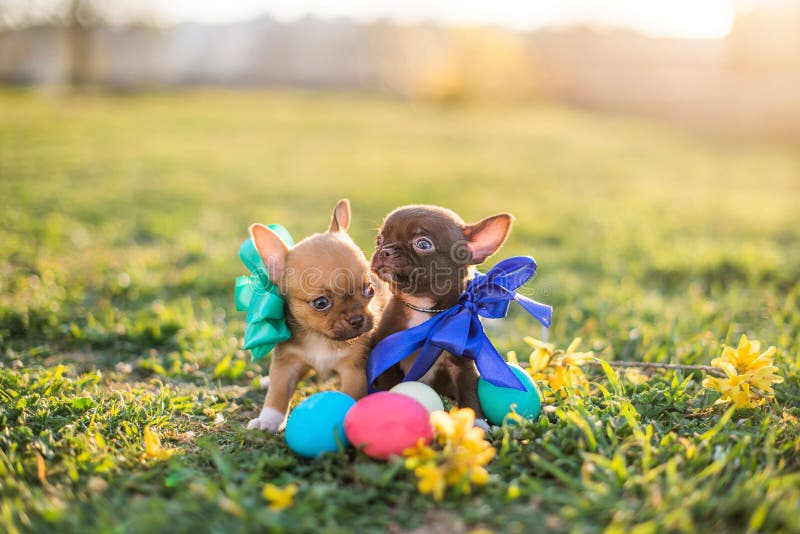 Easter puppy stock image. Image of cute, basket, rabbit 13664007