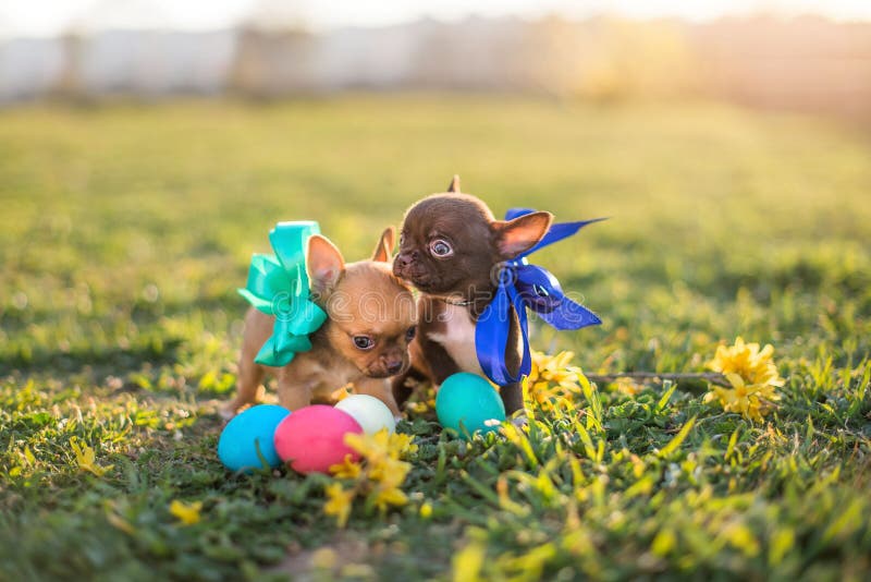 Easter puppy stock image. Image of cute, basket, rabbit 13664007