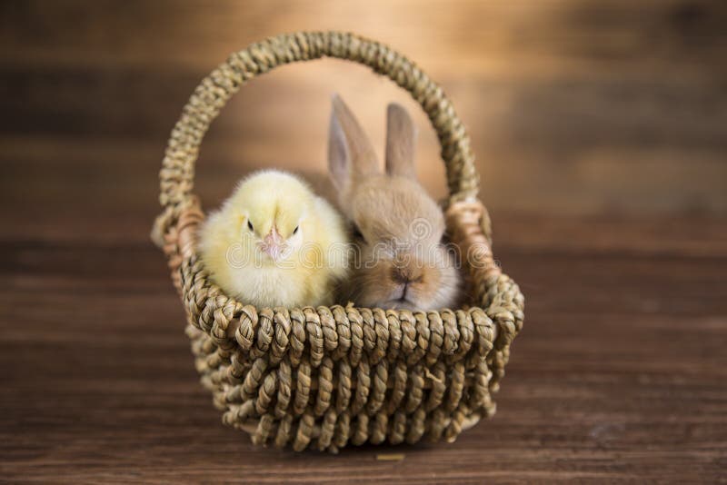 Easter rabbit in a basket. stock image. Image of colorful 139068863