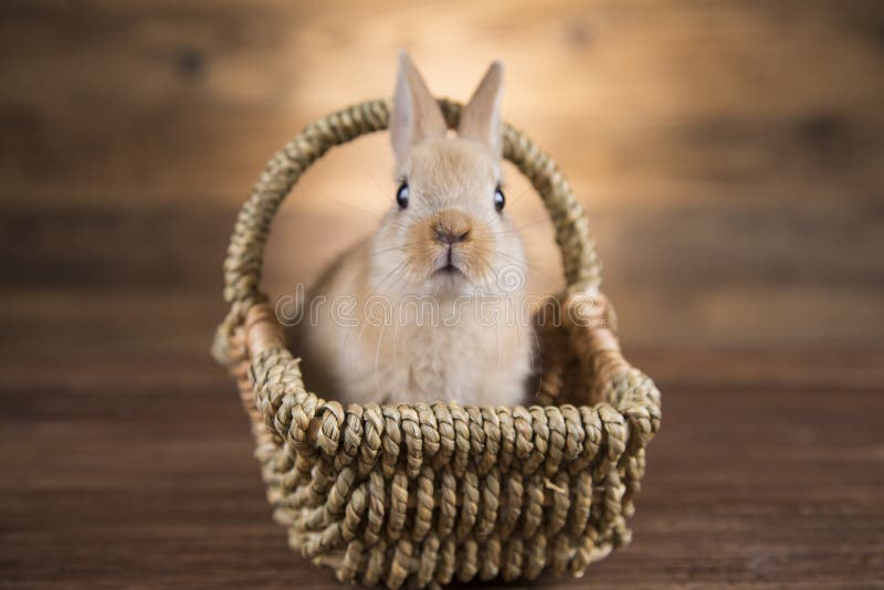 Easter rabbit in a basket. stock photo. Image of eggshell 139068786