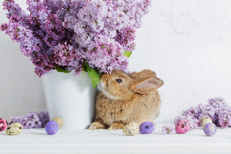 Easter Rabbit With Lilac In Vase Stock Photo Image of holiday, domestic 141050792