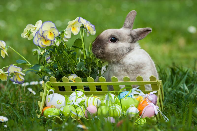 Easter rabbit