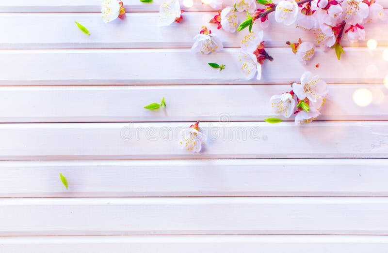 Easter Spring Blossom on white wooden plank background. Easter Apricot flowers on wood, border art design stock images Easter Spring Blossom on white wooden plank background. Easter Apricot flowers on wood, border art design stock images