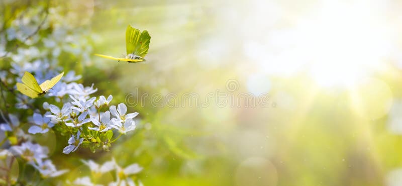 Art Easter spring flower background; fresh flower and yellow butterfly on green background. Art Easter spring flower background; fresh flower and yellow butterfly on green background