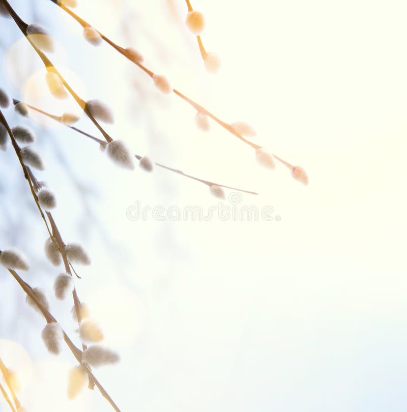 Easter spring Flower background; willow tree branch stock image Easter spring Flower background; willow tree branch stock image