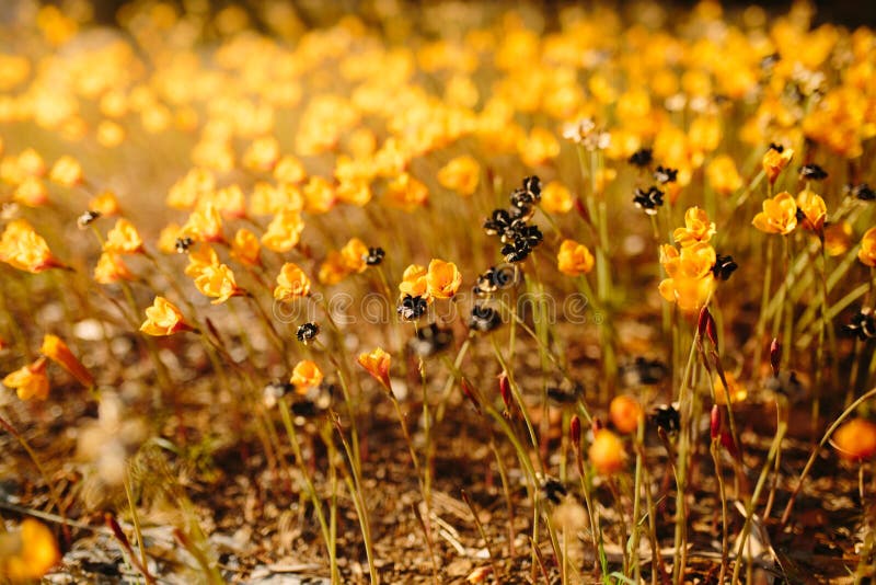 Easter springtime nature background with sunshine little yellow flowers