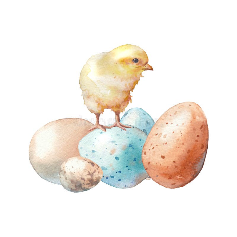 Easter watercolor with chick and eggs. Easter illustration with chick and eggs. Spring cute watercolor artwork. Composition isolated on white background