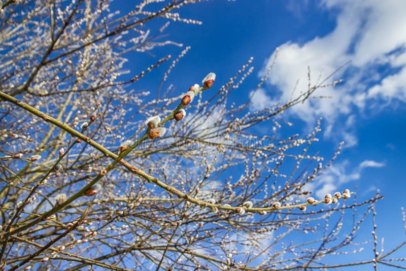 https://thumbs.dreamstime.com/b/easter-willow-branches-willow-twigs-spring-willow-tree-bloom-easter-willow-branches-willow-twigs-spring-willow-tree-bloom-108805460.jpg