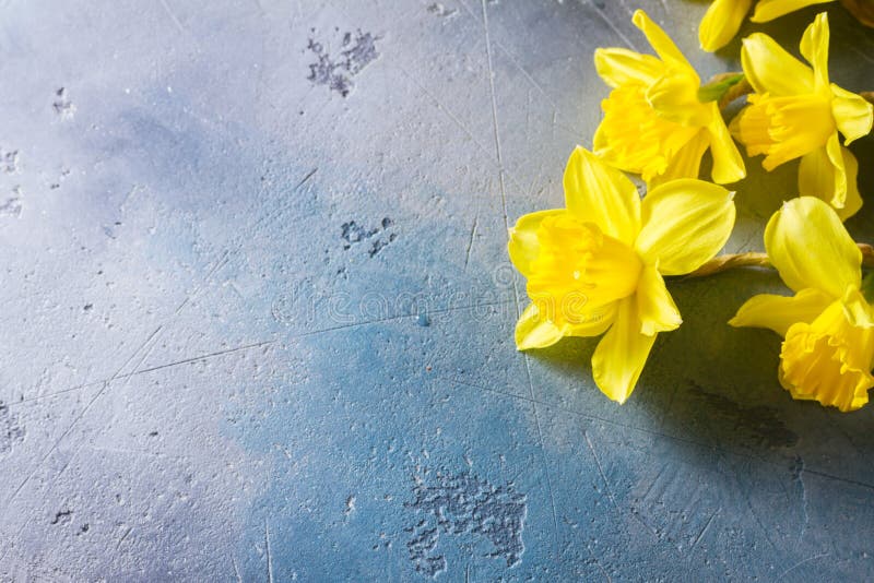 Easter yellow flowers stock image. Image of studio, daffodils 108809875