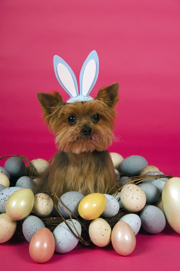 Easter Yorkshire Terrier Dog Stock Photo Image 15566874