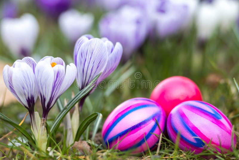 easter äggblommor royaltyfri fotografi easter äggblommor royaltyfri fotografi