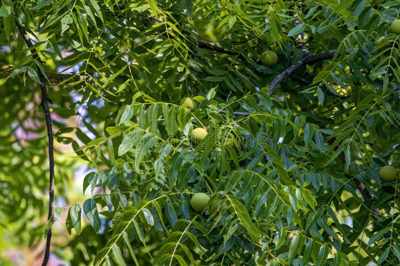 The Eastern American Black Walnut (Juglans Nigra ) Stock Image - Image ...