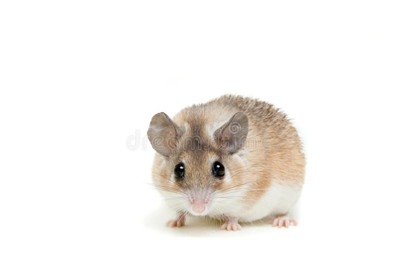 Eastern or Arabian Spiny Mouse, Dimidiatus Stock Photo Image