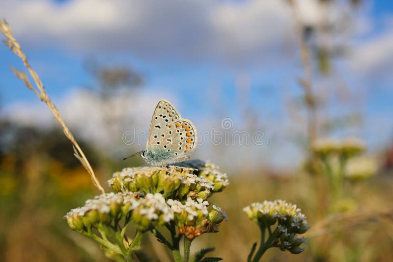 The Common Blue Butterfly Pollinating Common Yarrow on a Meadow. Polyommatus Icarus Sitting on Achillea Millefolium in Nature during Sunny Day.