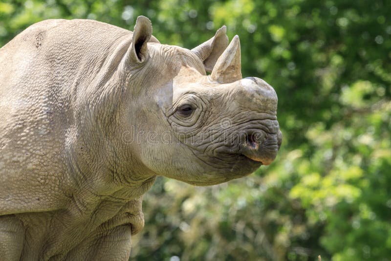 eastern black rhinoceros eastern black rhinoceros