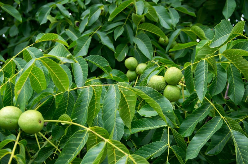 Eastern Black Walnuts stock image. Image of orchard 115989513