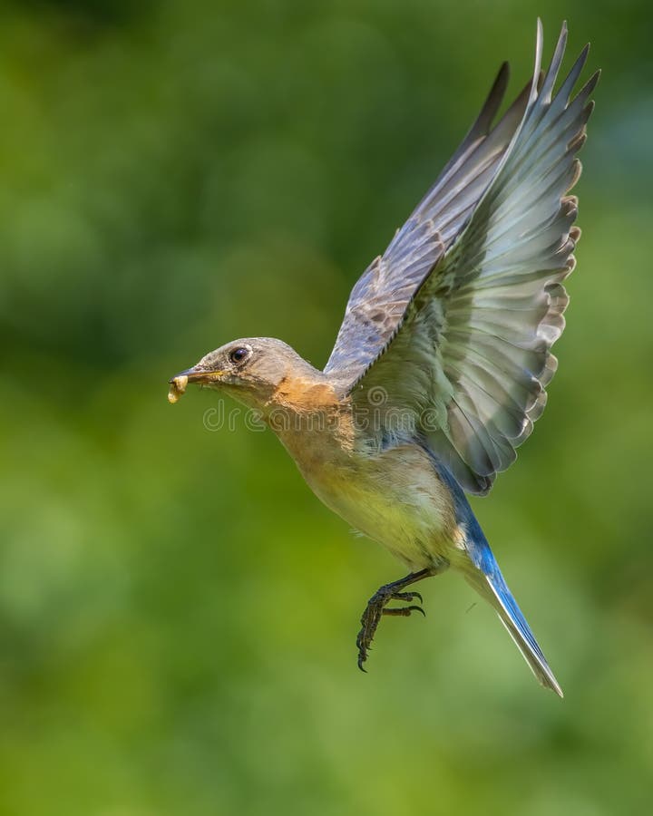 Eastern Bluebird In Flight Stock Image Image Of Carolina 185576221