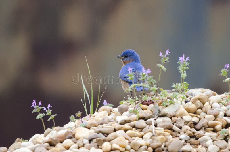 Eastern Bluebird on rock pile, Monroe Georgia USA