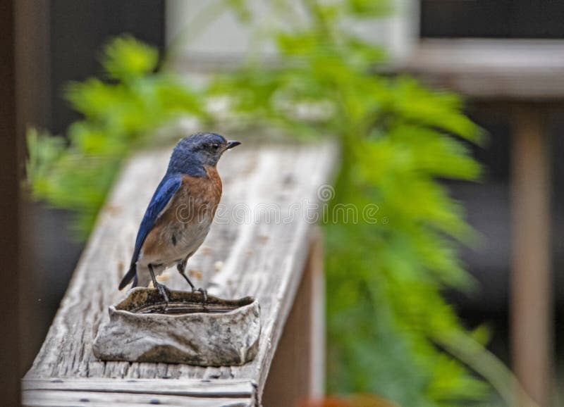 Eastern Bluebird Searching for Food. Stock Photo Image of cardinal