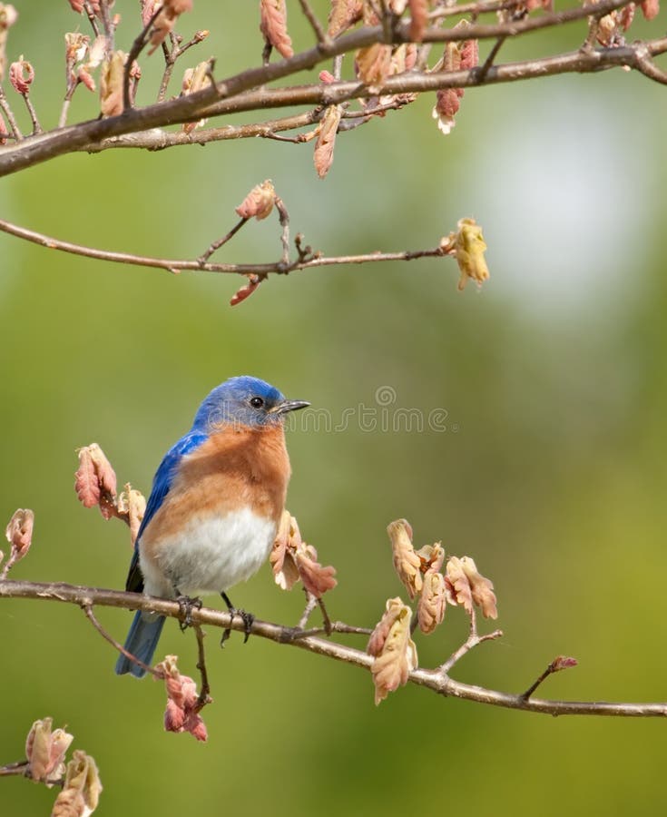 Eastern Bluebird, Sialia sialis