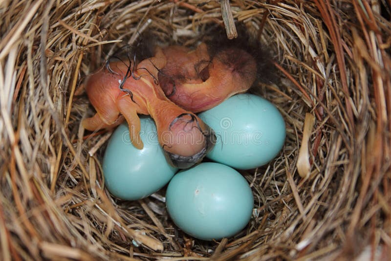 Magpie's Nest — menacing egg