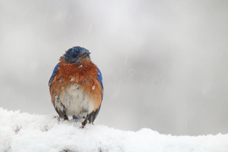 Masculino oriental posarse sobre el nevado rama durante glacial tormenta.