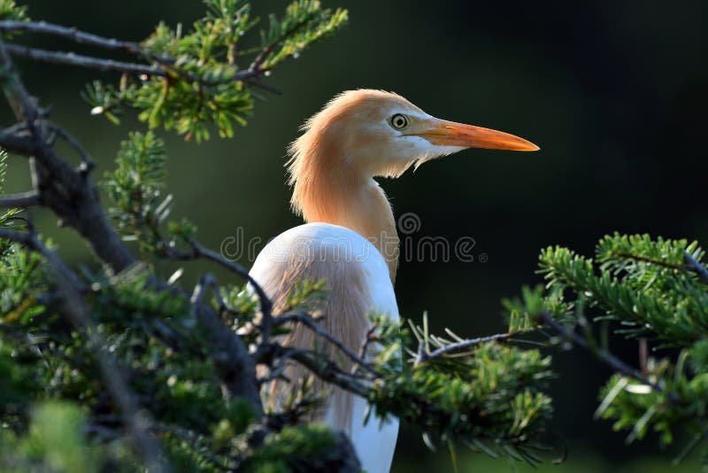 Eastern Caattle Egret