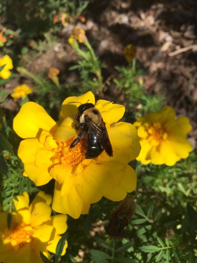 Eastern Carpenter Bee Pollinating a Flower Stock Photo Image of