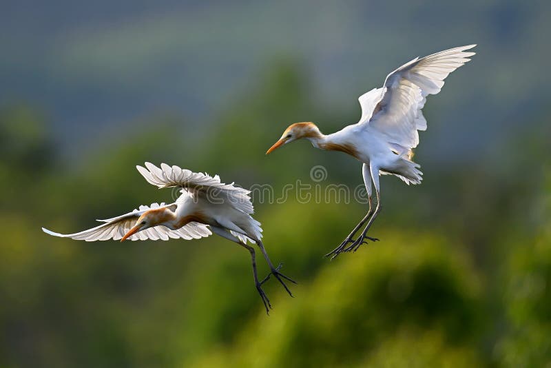 Eastern Cattle Egret stock photography