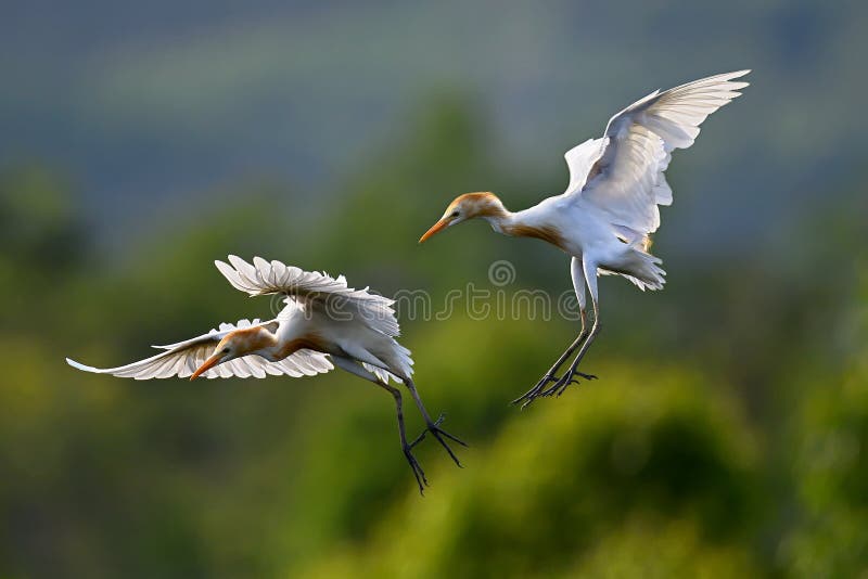 Eastern Cattle Egret