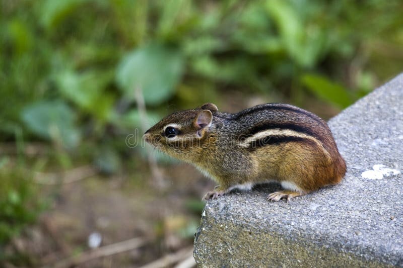 Eastern Chipmunk