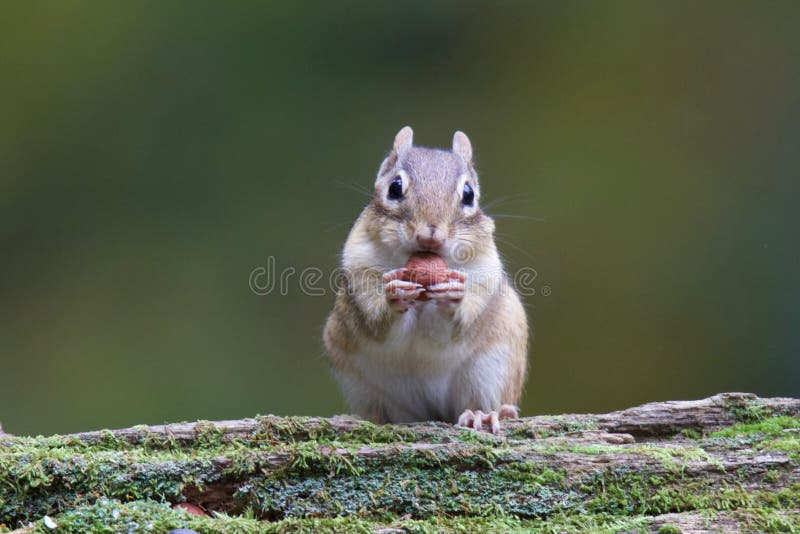 Chipmunk eating nut stock photo. Image of feed, road 22293876