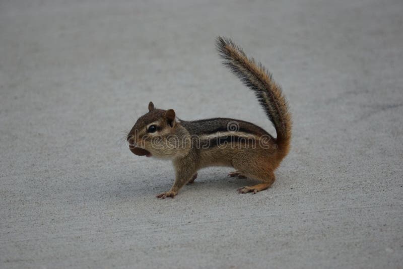 Eastern Chipmunk with a Mouth Full of Nuts. Stock Photo Image of