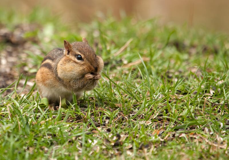 Eastern Chipmunk, Tamias striatus