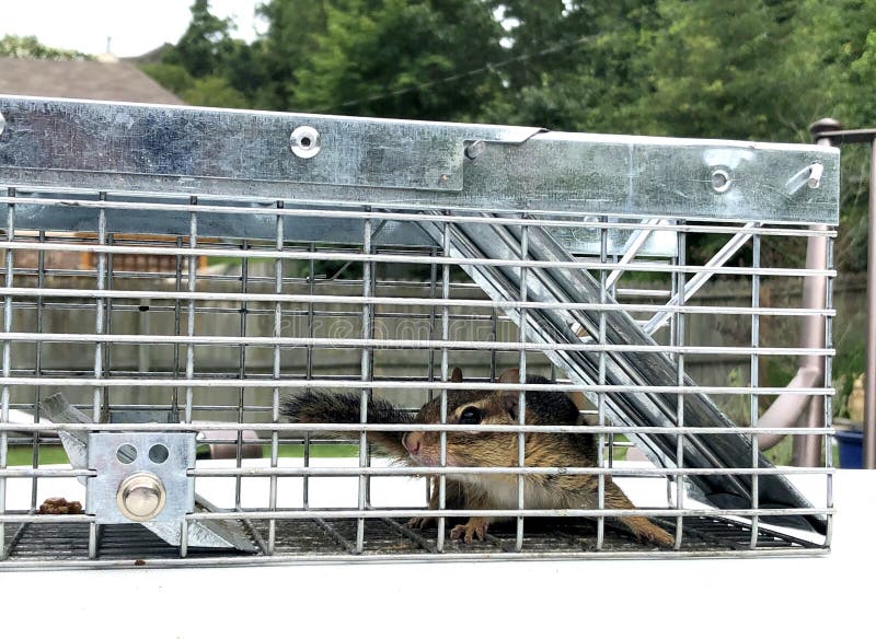 Catch and release live trap - chipmunk