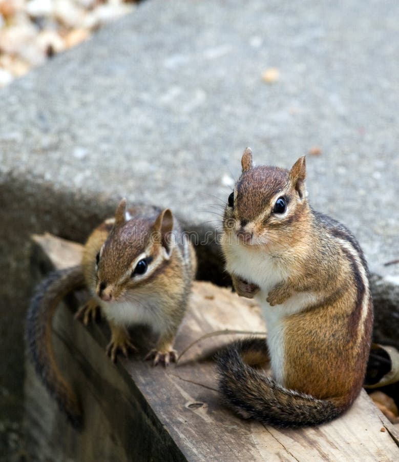 Eastern Chipmunks