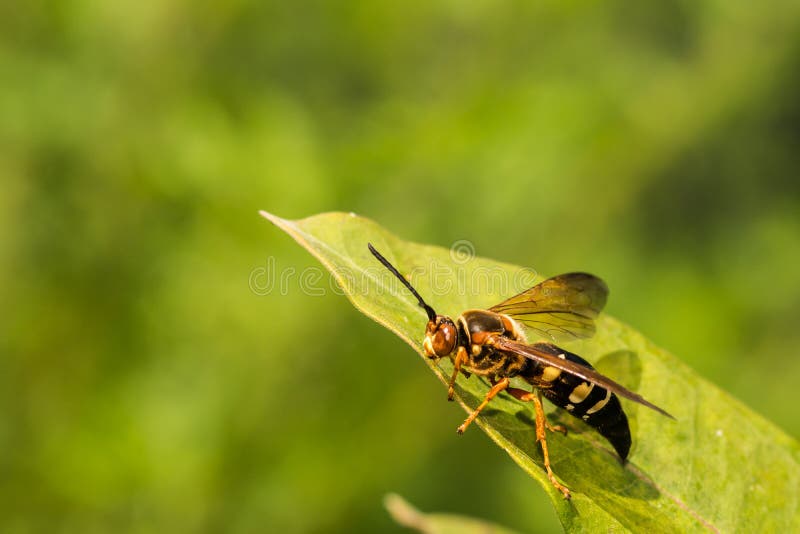 Eastern Cicada Killer royalty free stock photo Eastern Cicada Killer royalty free stock photo