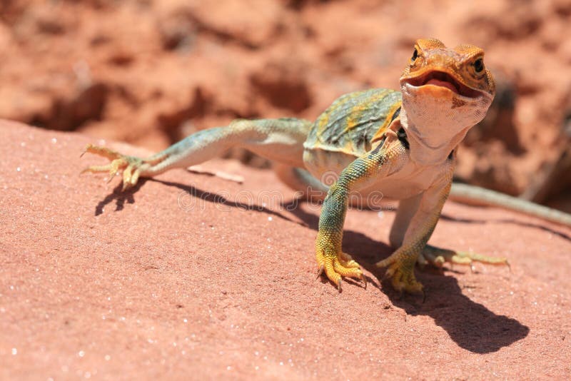 Eastern Collared Lizard