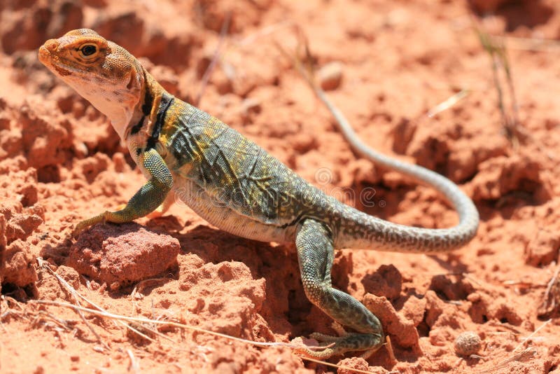 Eastern Collared Lizard