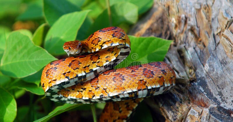 Eastern Corn Snake royalty free stock images