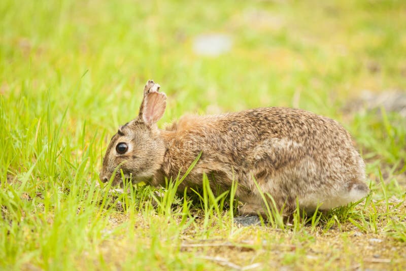 A Eastern Cotton Tail Rabbit Eating Grass Stock Photo Image of forest