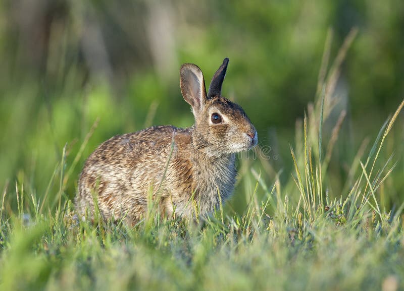 Eastern cottontail rabbit in deep grass near forest edge