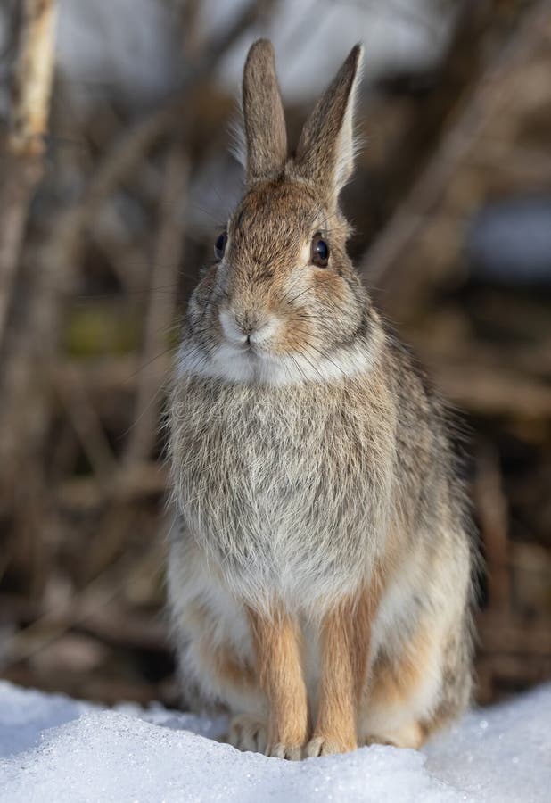 297 Sitting Rabbit Eastern Cottontail Stock Photos Free & Royalty